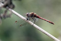 Common Darter Sympetrum striolatum