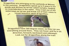 Dragonflies sign