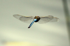 Empera Dragonfly