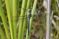 Emperar Dragonfly Anax imperator Female