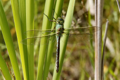 Emperar Dragonfly Anax imperator Female