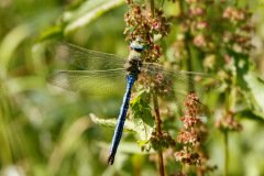 Emperor Dragonfly