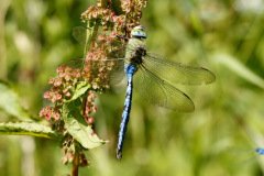 Emperor Dragonfly