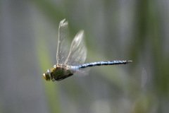 Emperor Dragonfly