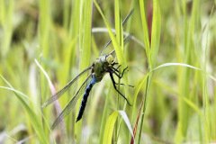 Emperor Dragonfly Anax emperator Male