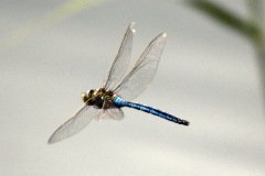 Emperor Dragonfly Anax emperator Male