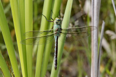 Emperor Dragonfly Anax imperator Female Copy