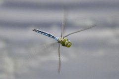 Emperor Dragonfly Female