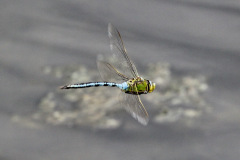 Emperor Dragonfly Female Copy