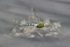 Emperor Dragonfly Female