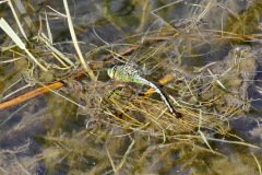 Emporer Dragonfly Female Copy
