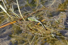 Emporer Dragonfly Female