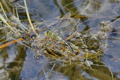 Emporer Dragonfly Female