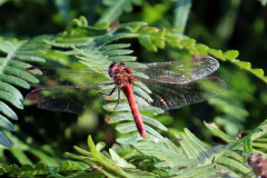 Four Spot Dragonfly