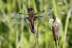 Four Spotted Chaser