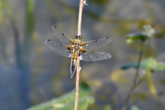 Four Spotted Chaser Libellula quadrimaculata