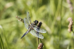 Four Spotted Chaser Libellula quadrimaculata