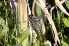 Four Spotted Chaser Libellula quadrimaculata