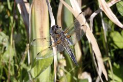 Four Spotted Chaser Libellula quadrimaculata