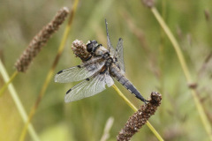 Four Spotted Dragonfly