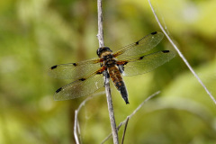 Four spotted Chaser Female