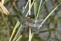 Four spotted Darter