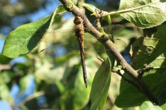 Migrant Hawker (female) Aeshna mixta