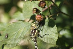 Southern Hawker(Female) Aeshna cyanea