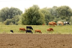Cattle Grazing