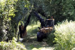 Cutting the Tree's