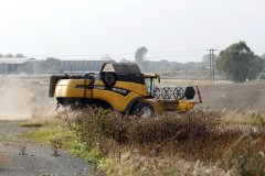 Harvesting Field Beans