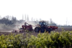 Sowing Birds Eye Peas