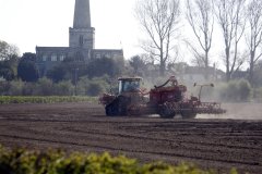 Sowing Birds Eye Peas