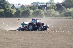Sowing