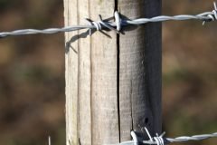 The Fence