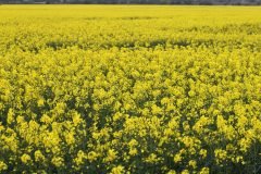 Rape in Flower