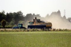 Harvesting Grain