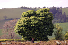 Common Tree