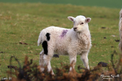 Lamb