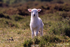 Lamb