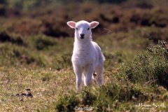 Lamb