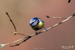 Blue Tit