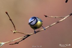 Blue Tit