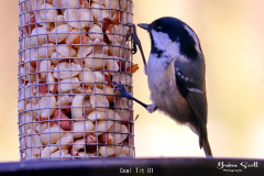 Coal Tit