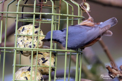 Nuthatch