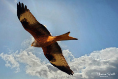 Red Kite