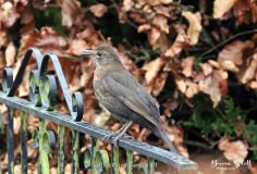 Blackbird Female