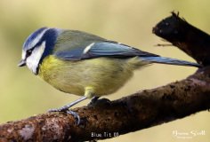 Blue Tit