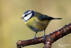 Blue Tit