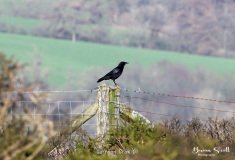 Carrion Crow